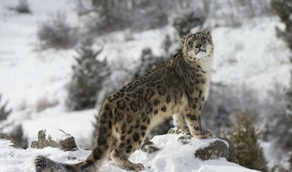 Epic India: Spotting Snow Leopards