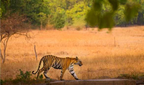 The Grand India Tour