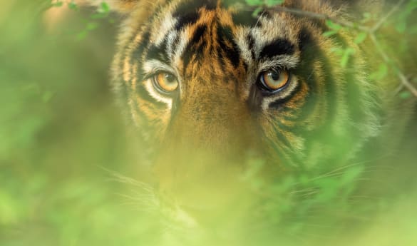 Wild Encounters: Central India