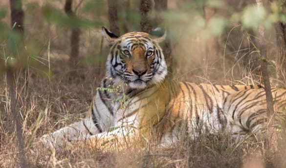 Wild Encounters: Central India