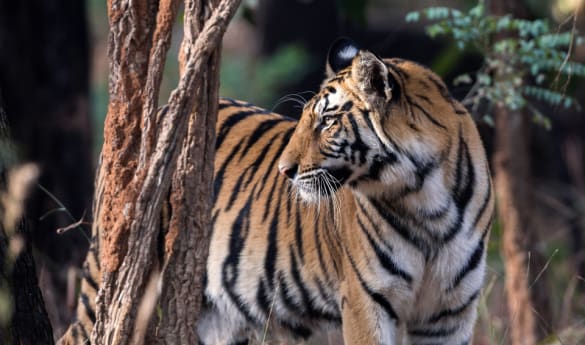 Wild Encounters: Temples & Tigers