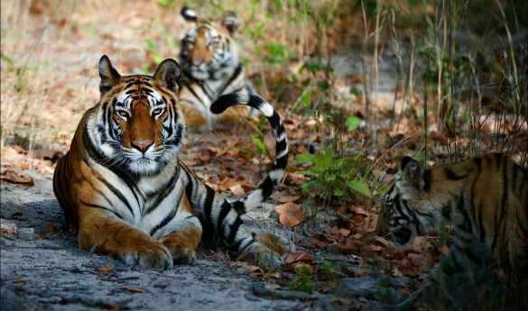 Wild Encounters: Central India