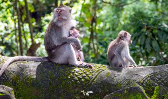 Bali's Cultural & Natural Heritage Tour