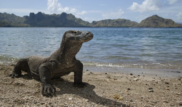 Komodo Island Day Trip