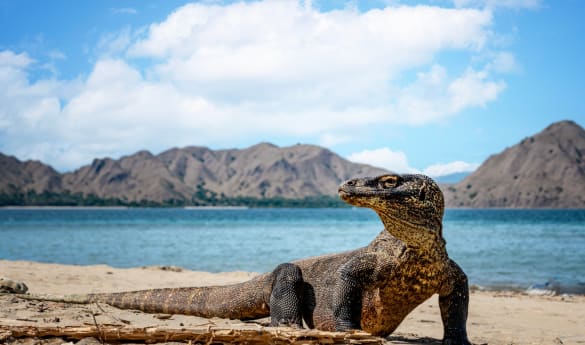 Bali, Komodo, and Australia: A Journey Through Paradise and Beyond