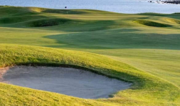 The Hawthorn by Galway Bay