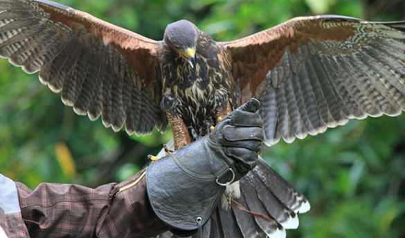Falconry at Ashford Castle