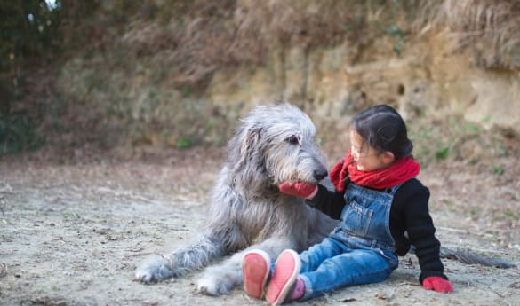 Private Wolfhound Experience