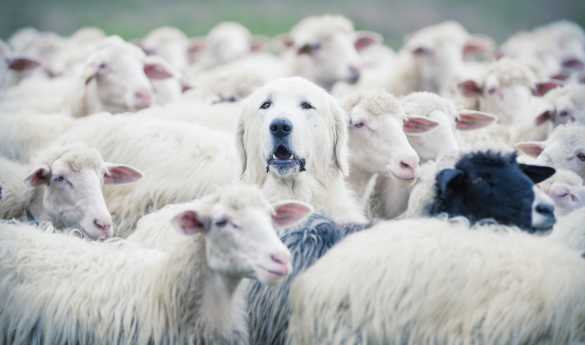 Working Sheep Dog demonstration