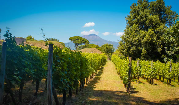 A Vesuvian vineyard