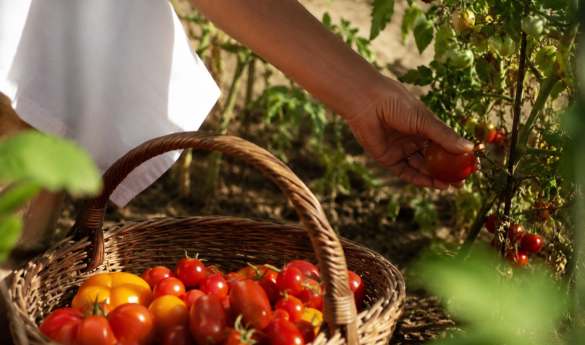 Casa Angelina Conscious Cuisine Experience: Tomato Harvest & Preserve Journey