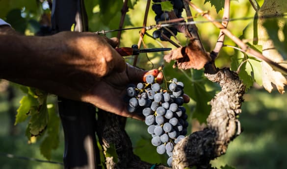 Conscious Cuisine: Wine Estate San Felice