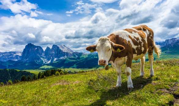 Hiking and Dairy Visit in the Alpe di Siusi