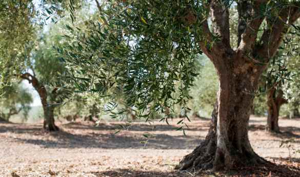 Meet the Olive Oil producer with the Lombardi Family