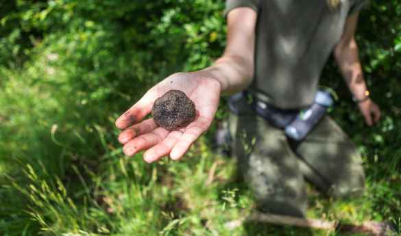 Truffle Hunting in the Langhe
