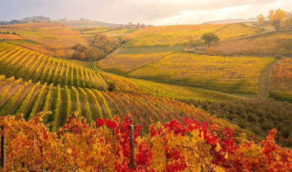 Wine Tour in Langhe