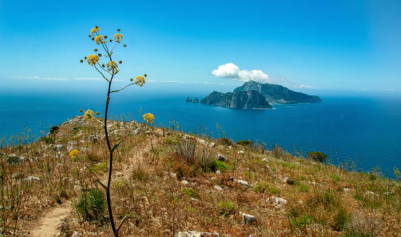 Wild Encounters: Italy