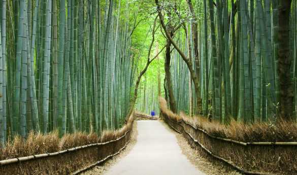 Arashiyama Backroads Tour