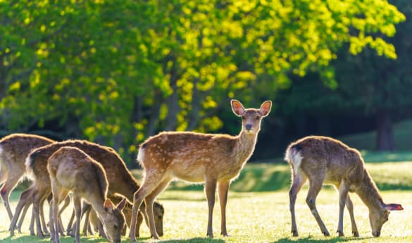 Day trip to Nara