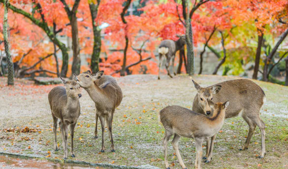 Nara City Tour