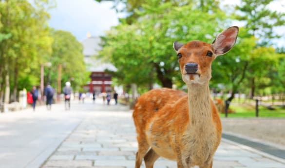 Nara City Tour