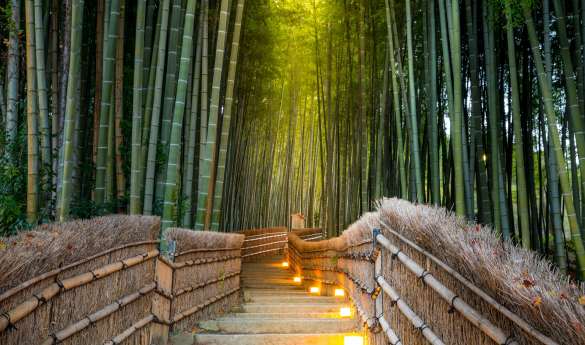 Limitless Japan