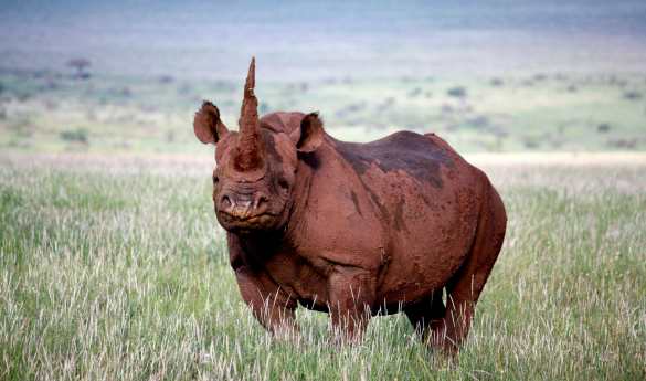 Anti-poaching Canine Unit