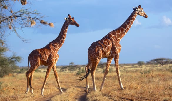 Game Drives in Lewa Downs