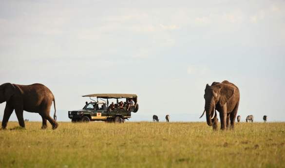 Game drives in the Mara