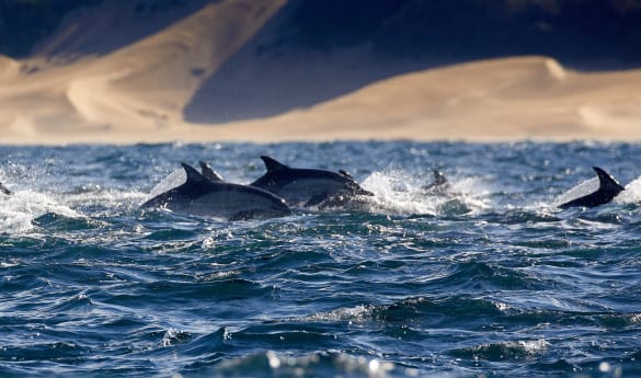 Seas4Life Ocean expedition