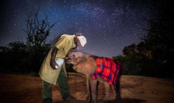 The Sheldrick Wildlife Trust