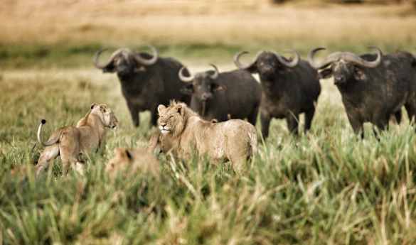 Family Fun in Kenya