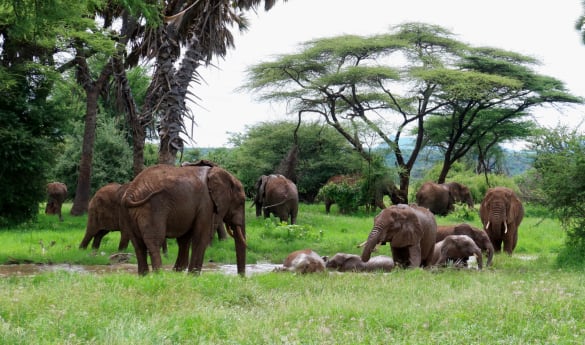 Rare Earth Culture & Wildlife