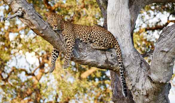 Limitless Zambia and Madagascar