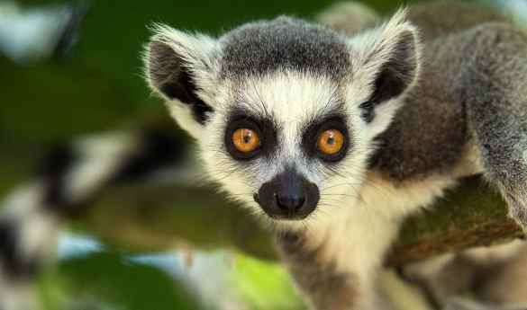 Wild Madagascar
