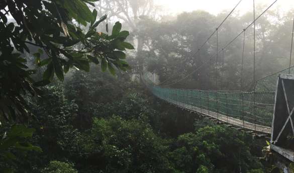 Borneo Rainforest Lodge - Canopy Walk