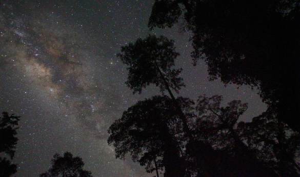 Borneo Rainforest Lodge - Night Safari