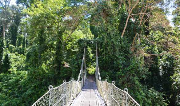 Borneo Rainforest Lodge - Rainforest Trek