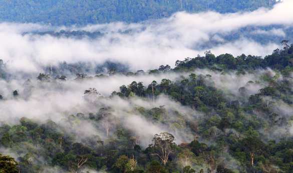 Borneo Rainforest Lodge - “Coffin Cliff” Trek