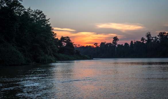 Kinabatangan River - Afternoon River Cruise