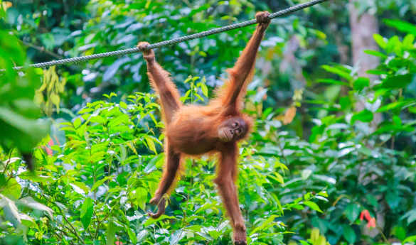 Sepilok Orangutan and Sun Bear Sanctuary