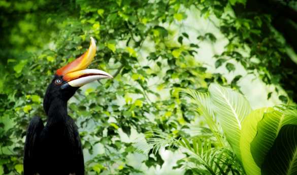Sukau Rainforest Lodge - Hornbill Boardwalk