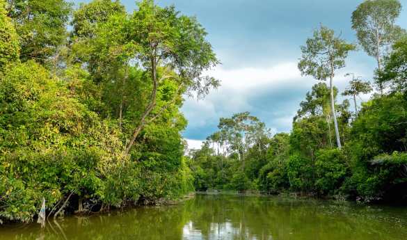 Sukau Rainforest Lodge - River Cruise