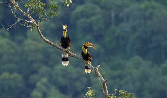 Tabin - Early Morning Bird Walk