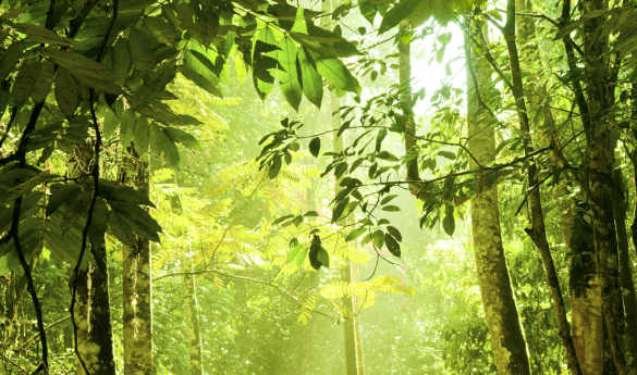 Tabin - Lipad Waterfall