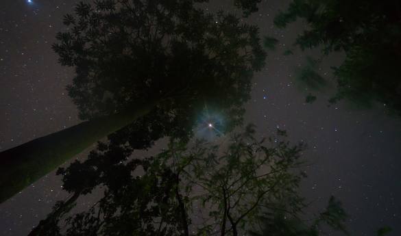 Tabin - Night Safari