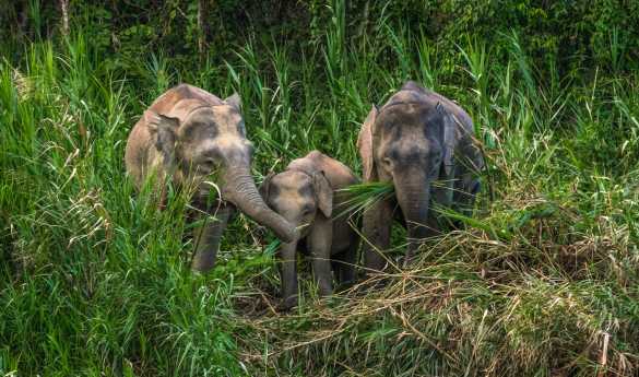 Family Fun in Malaysia and Borneo