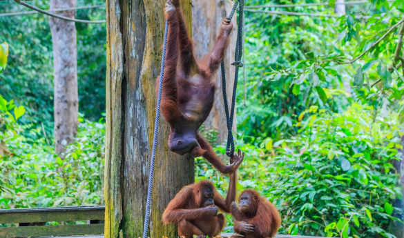 Ultimate Borneo