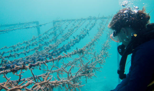 Adopt a Coral Line Project