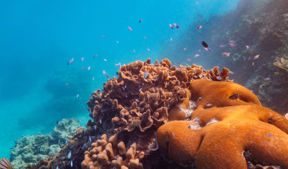 Coral Garden Snorkelling